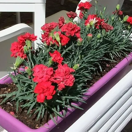 Ristorante Amitrano Pompeya